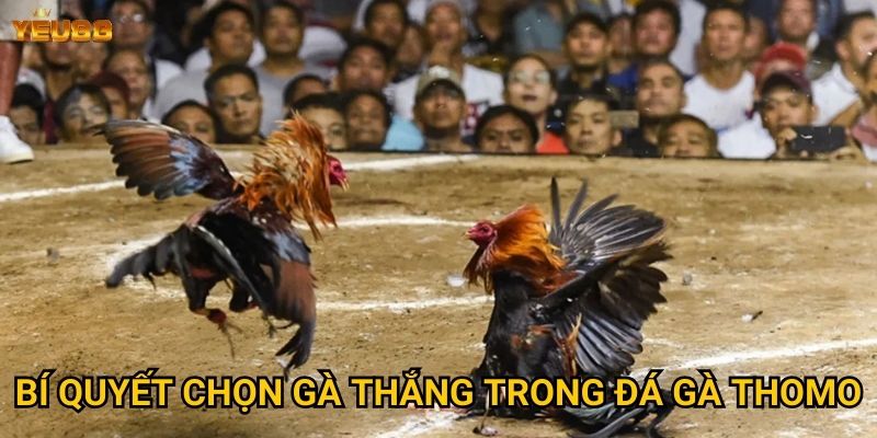Tại sao đá gà thomo tại Yeu88 lại thu hút nhiều người? 3 Bí quyết chọn gà thắng trong đá gà thomo