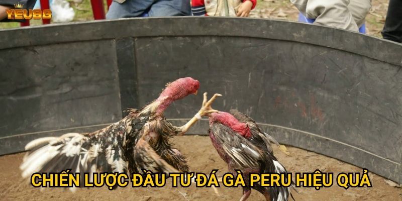 Có nên tham gia đá gà peru tại Yeu88? 3 Chiến lược đầu tư đá gà peru hiệu quả