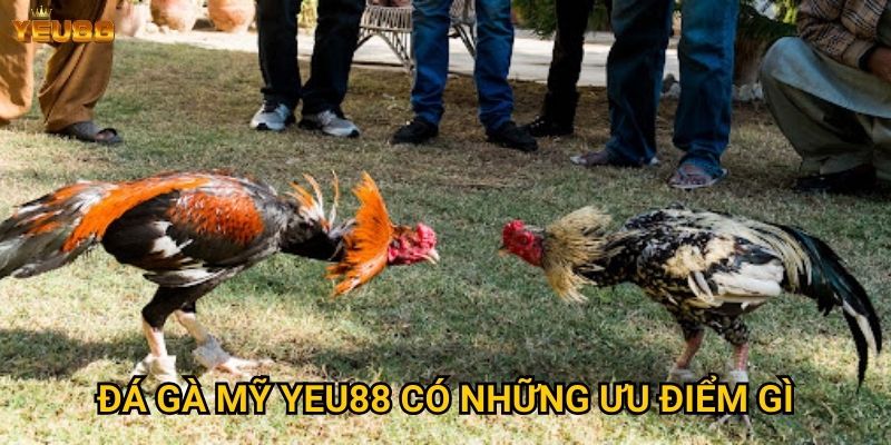 Làm thế nào để thành công với đá gà mỹ tại Yeu88? 2 Đá gà mỹ Yeu88 có những ưu điểm gì?