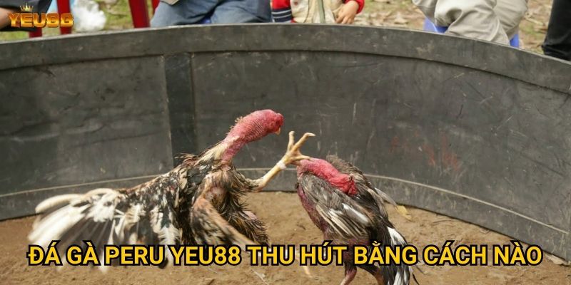 Có nên tham gia đá gà peru tại Yeu88? 2 Đá gà peru Yeu88 thu hút bằng cách nào?