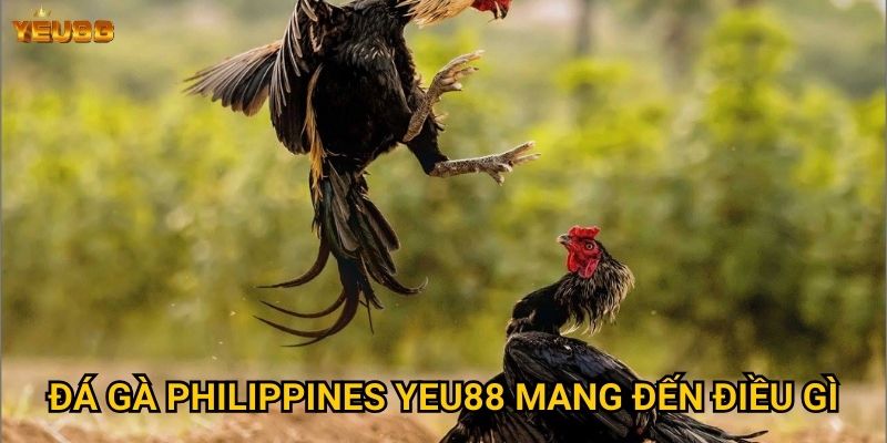 Vì sao đá gà philippines lại hot tại Yeu88? 2 Đá gà philippines Yeu88 mang đến điều gì?