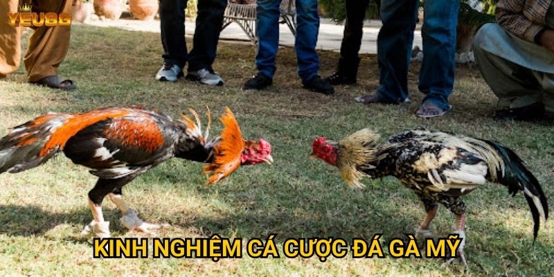 Làm thế nào để thành công với đá gà mỹ tại Yeu88? 3 Kinh nghiệm cá cược đá gà mỹ